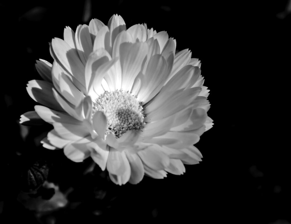 Geöffnete Schönheit