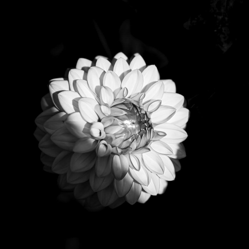 Aus dem Schatten ins Licht