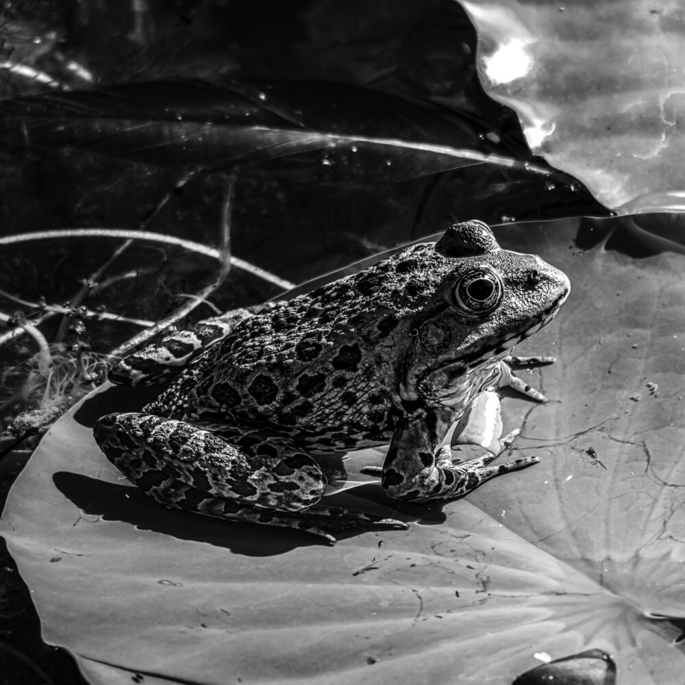 Der Froschkönig ohne Krone