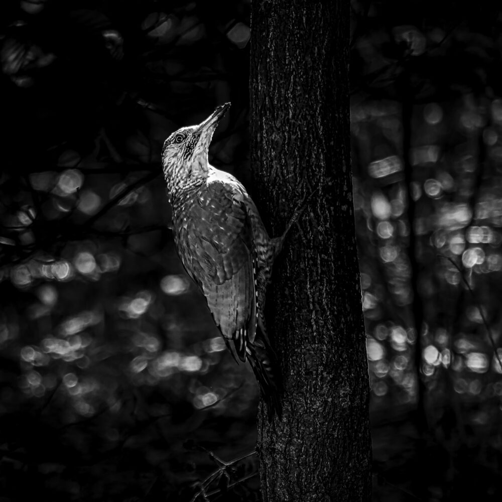 Ein Grünspecht ohne Grün